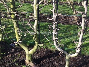 Les fruitiers palissés