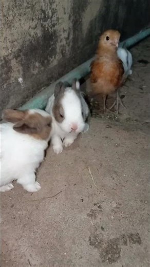 Cute Baby Rabbits 🐰 | Newborn Bunny Babies Playing March 3, 2026