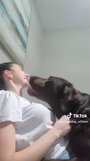 Playful Morning Kisses with a Chocolate Labrador