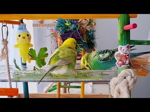 BUDGIE BATH! Cute Budgies Splash and Play in the Water! Happy and healthy! 🛁💦🦜#birdbath #birdbathing