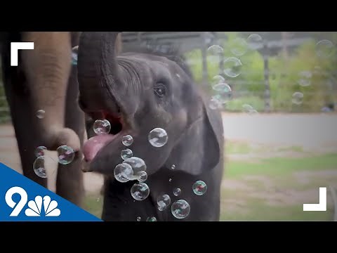 CUTE! Baby elephant loves playing with bubbles