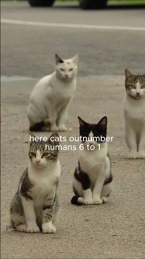 🐈 The Island Where Cats Rule | Japan’s Cat Island