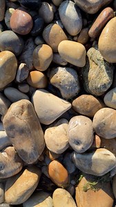 Proof Lake Michigan Is Hiding Fossils Everywhere 😳 | Syringapora Find! 🔥 #fossil #rockhound #rocks #stones #geology #lakemichigan #fossils | OPE Rocks