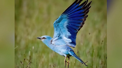 Rare European Roller bird spotted in Suffolk