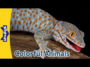 Colorful Animals | Gecko | Parrot | Flamingo | Ladybug | Clown Fish | Monarch Butterfly |Turkey