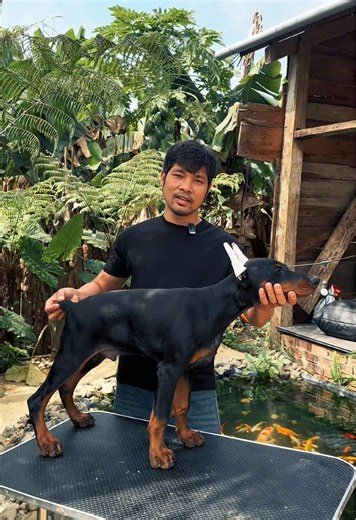 Nếu bạn đang phân vân nên chọn rottweiler hay becgie, thì bạn lựa chọn qua em này cũng được #traichodobermancongduc #doberman #chobaove #bigdog #thucung