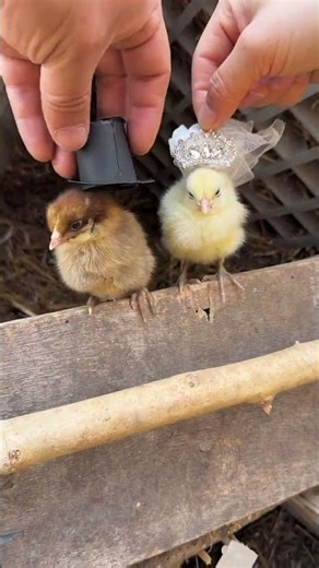 so cute Little Chick's baby#cutepets
