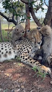32K views · 10K reactions | Unconditional love in its purest form  Watch Ayla and her cubs as they share precious moments of joy and playfulness  From sweet licks to playful jumps, it’s a bond like no other 女✨ #FamilyLove #UnbreakableBond | Cheetah Experience | Facebook