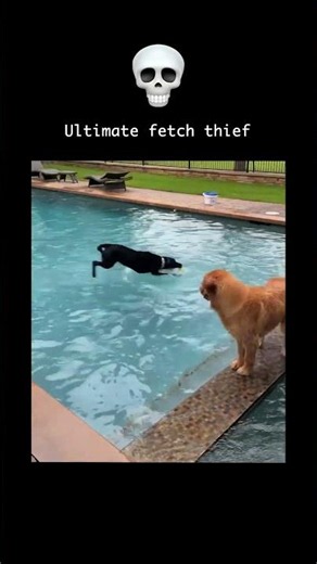 Ultimate fetch thief