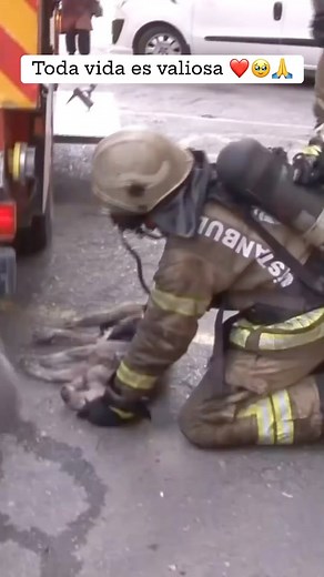 4.8M views · 10K reactions | Cada vez son más las personas en este mundo las que muestran empatía y amor hacia los animales. Gracias a los bomberos de Estambul por salvarle la vida a este perro víctima de un incendio. Cada vida cuenta. #animales #rescateanimal #movimiemtoverde | PACMA - Partido Animalista | Facebook