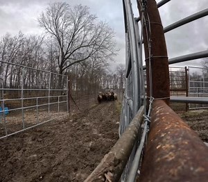 stampede 🦬 #bison #bisonranch #farmlife #farmanimal #ranchlife | S & S Acres LLC