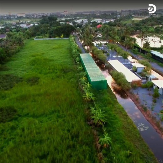 Frank cuenta cómo rescataron a un ciervo enano, que estaba de mascota en una casa y se le había roto una pata. Estos animales en el mercado de tráfico ilegal de animales ronda unos 1500 euros. ¡Una vida con un precio tan alto! 🦌💰🤕 #WildFrankAlRescate Descubre más contenidos como este en #HBOMax Suscríbete ahora https://bit.ly/MAX-DiscoveryEsp | Discovery en Español