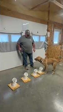 Scent training for a morel dog! #moreldogs #scentwork #morelmushrooms