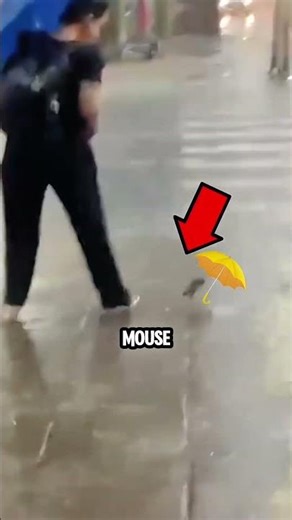 Mouse Wants Umbrella Too 🤣