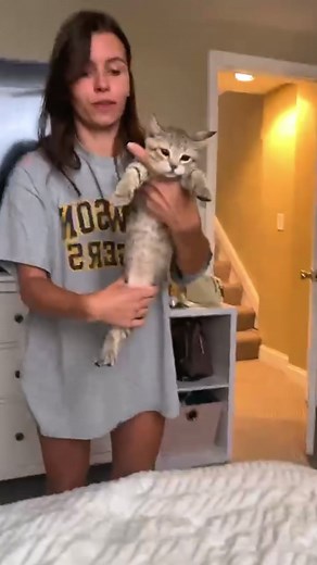 Cat Stretching Techniques for Relaxation