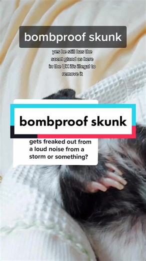 Apollo the Bombproof Skunk: A Unique Pet Experience
