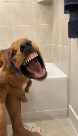 …but is he broken? #doghumor #petreaction #cutepets #goldenretriever #funnydog