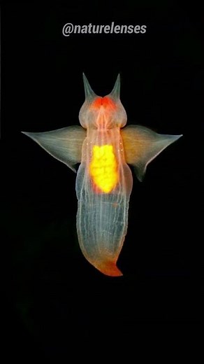 Sea Angel | The Deadly Angel