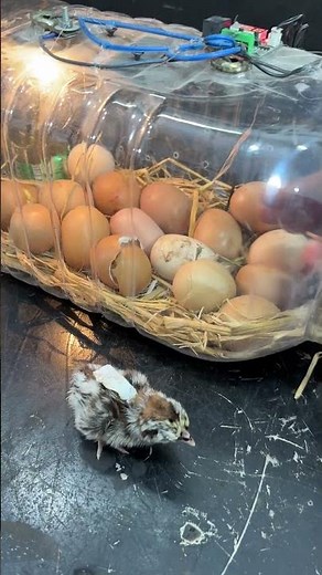 Successful Idea - chicks started to hatch in plastic bottle