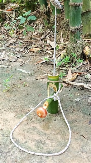 Set bamboo traps in the forest to get prey#survival #trap