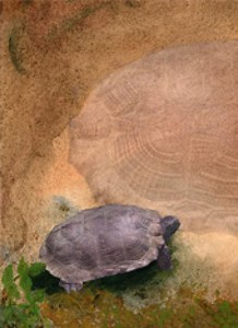 Welcome Wildlife into Your Backyard