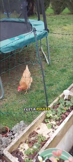 Installer un filet à poules : la meilleure décision ?