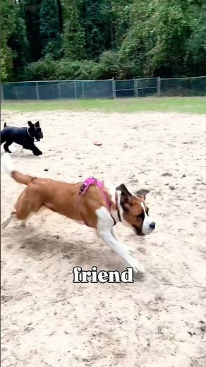 The Biggest Dog at the Park… or the Sweetest? #saintbernard #dogpark #dogshorts