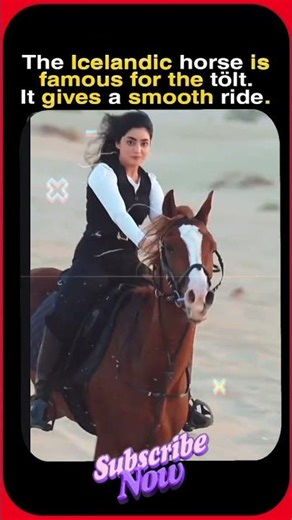 The Floating Gait From Iceland 🐎🌨️