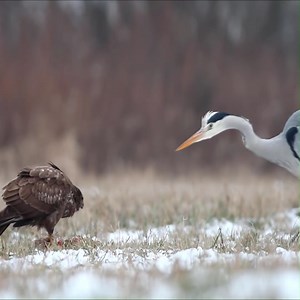 120K views · 1.5K reactions | Grey heron fights common buzzard Join group to get more information Amazing Animals | Wildlife War | Facebook