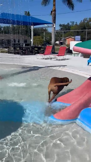 16K views · 128 reactions | Need an afternoon pick-me-up? Here’s a video of a GOOD BOY going down the frog slide at Skyview Pool this past weekend during our Paws in the Pool event! We had some many cute furry friends enjoying the final day of our pool season! #PinellasPark #PinellasBark #doglife #poolparty | City of Pinellas Park, FL | Facebook