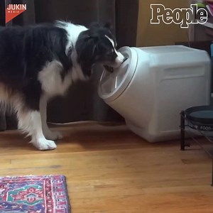 573K views · 3.5K shares | Now that's one smart dog!  | People | Facebook