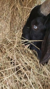 Do you think blue eyed goats are creepy? | Cotton Bean Farms