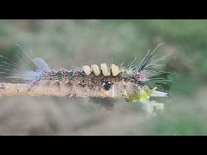 Caterpillar Life Cycle: The Fascinating Larvae Stage of Butterflies