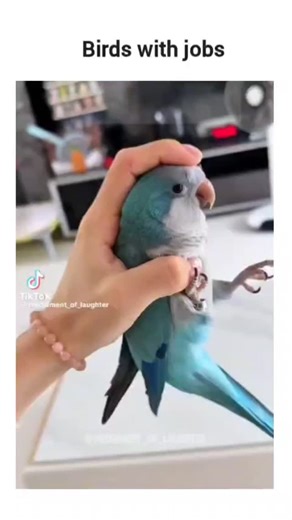memelogist on Instagram: "The instagram reel compilation humorously depicts parrots and other birds performing human tasks like opening beers, stirring tea, and typing on keyboards, aligning with the caption "Birds with jobs" and garnering over 21,000 likes within hours of posting. Posted by @sciencegirl , whose content blends science education with lighthearted puzzles, the clip draws from TikTok trends showcasing pet bird antics, emphasizing their playful mimicry of owners. Parrots' intelligen