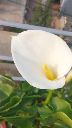 Giant Calla Lily flower growth journey #viral #trending #shortvideo #youtubeshorts #youtube #flowers