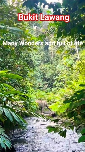 Bukit Lawang: An Adventure Paradise in the Middle of the Forest #shorts #bukitlawang #youtubeshorts