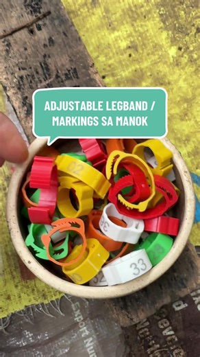 Adjustable Legband for Markings on Poultry
