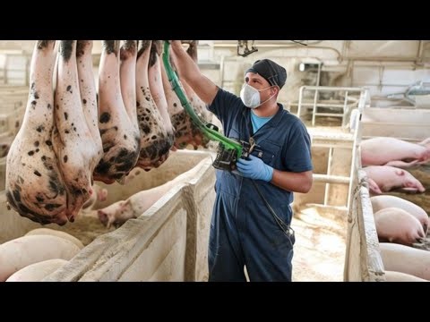 Mastering Hoof Trimming Techniques for Large-Scale Pig Farms #WITHME