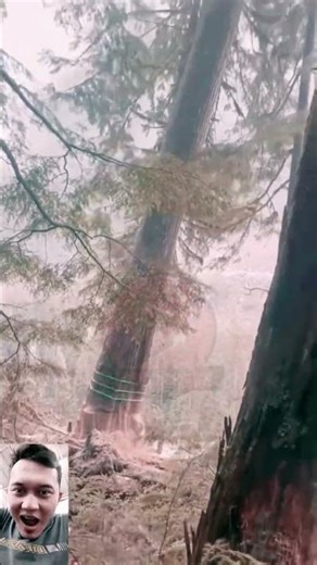 Cutting Down a Big Tree with Chainsaw | Tree Falling Action 🌲⚡