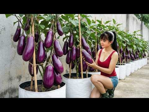 CEO Girl Harvests Piles of Fresh Eggplants – Local Market SOLD OUT Before Noon