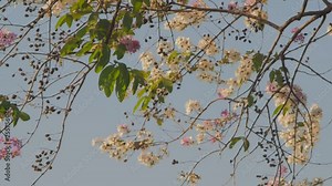 view panning beautiful Pride of india flowers (Lagerstroemia speciosa) blossom on tree branches with green nature background, other names Queen's flower, inthanin, queen's crape mytle, Jarul. Stock Video