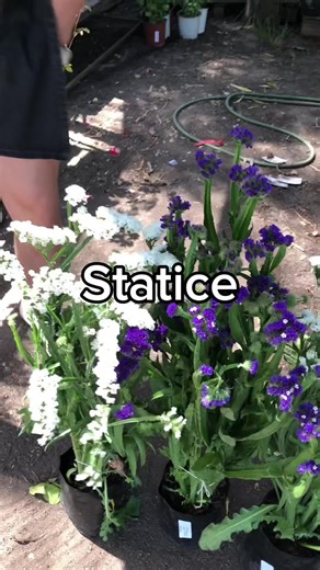 Statice: la planta ideal para jardines y decoración