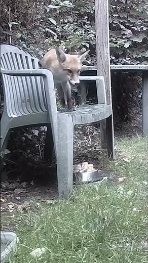 Fox eats all the Chicken on the bench. 🦊🍗💖
