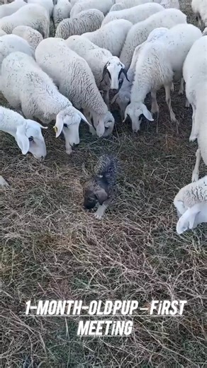 🐶👻 Before and After: The Puppy’s Transformation #beforeandafter