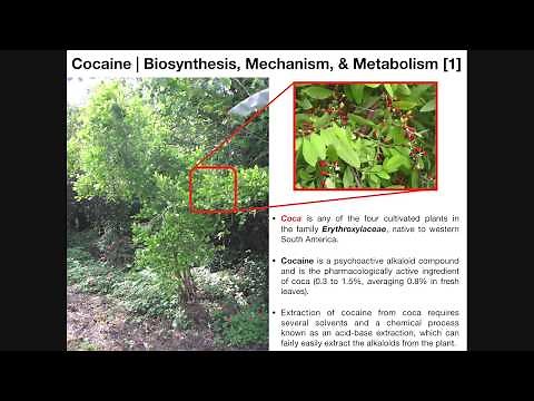 Cocaine | Biosynthesis, Mechanism of Action, & Metabolism