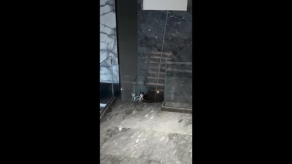 Cat caught massaging dog on the stairs in Zhejiang, China