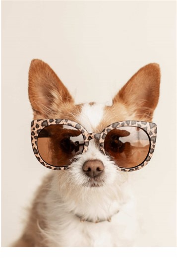 Midge the Iconic 5-Year-Old Chihuahua