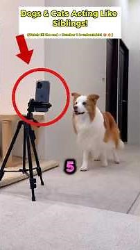 Top 5 Dog & Cat Bonds You Won’t Believe 🤣🐶🐱 (Funny Pets • Comedy Animals • Try Not to Laugh)