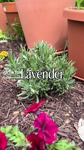 Natural Tick Repellent Plants for Your Yard & Garden