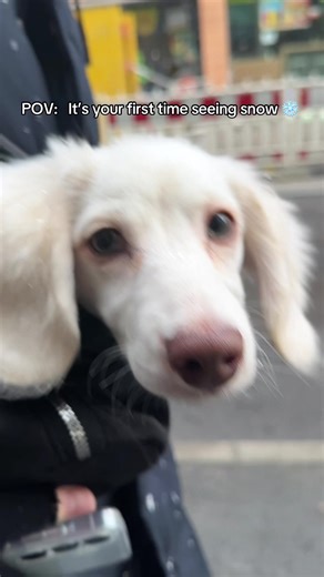 What is that?! ❄️ #dachshund #firsttime #snow #winterdog #puppydog
